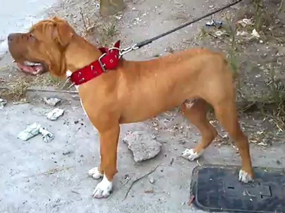 Red Nose Pitbull