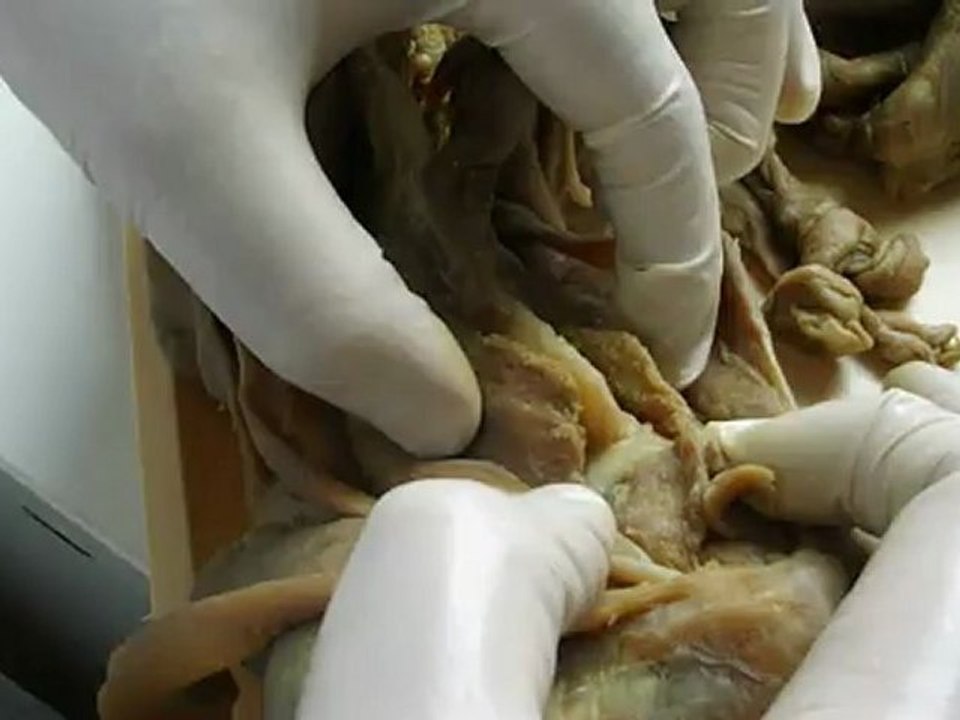 Anato I