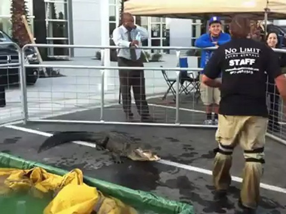 Alligator Wrestling Show - No Limit Event and Party Rentals of Orlando