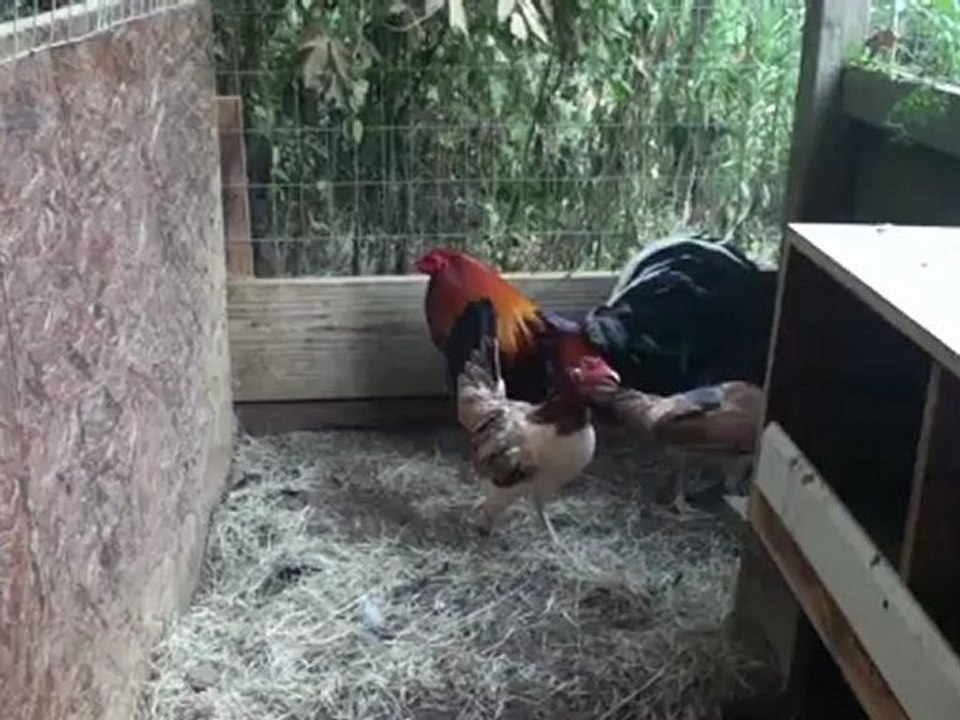 RAYAGAMEFARM Yellow Leg Hatch