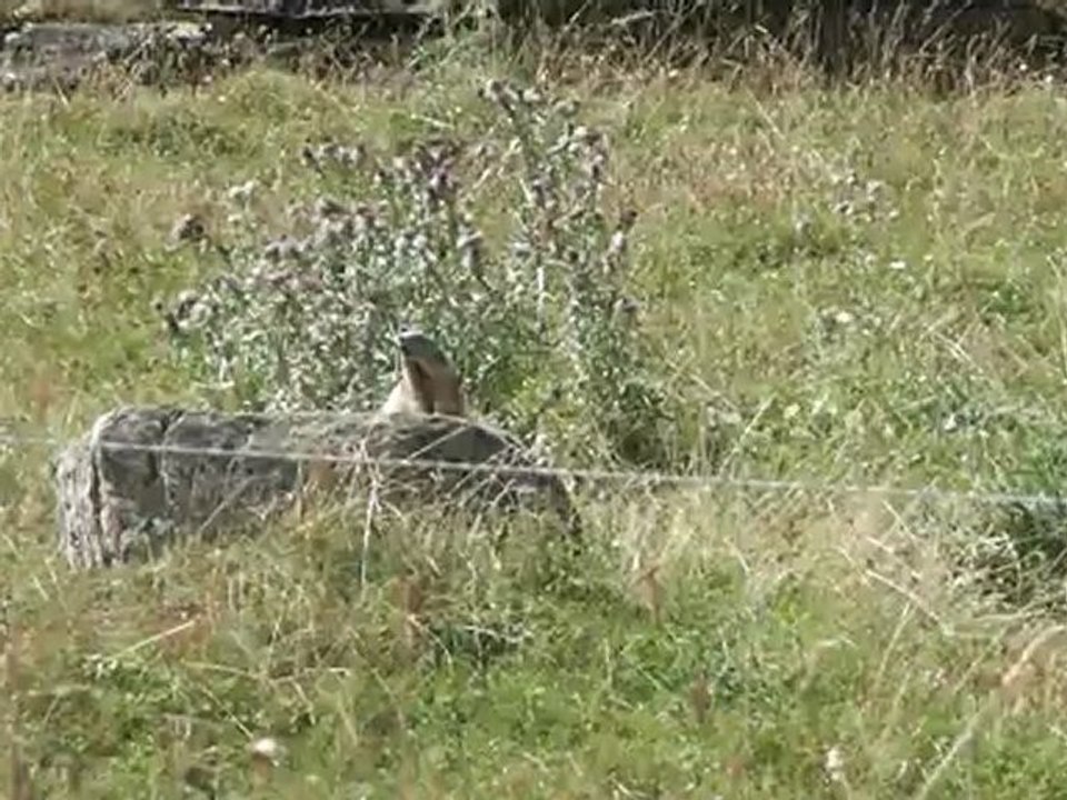 La marmotte