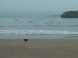 Nay jugando en la playa de Palmera en Candás. Asturias