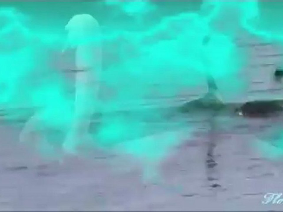 Dance of Grebes  and Swans