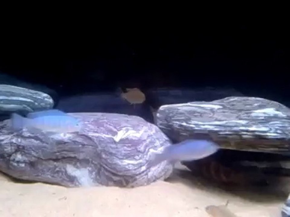 Ağzı dolu Lion's Cove dişim.