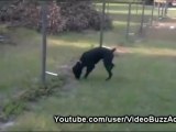 Chien fait pipi sur une clôture électrique / Dog pees on electric fence