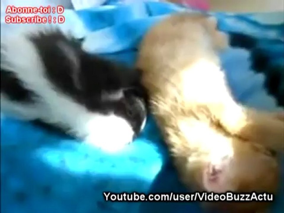 Une moufette fait des bisous, calins... à un chaton