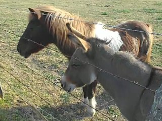 Equidés