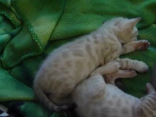 magic bengal - boy silver seal lynx tabby rosetted( 3 weeks)