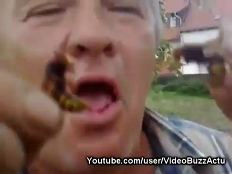 Un homme mange deux frelons vivants / he eat two living hornets