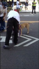 Sauvetage d'un chien déshydraté aux USA