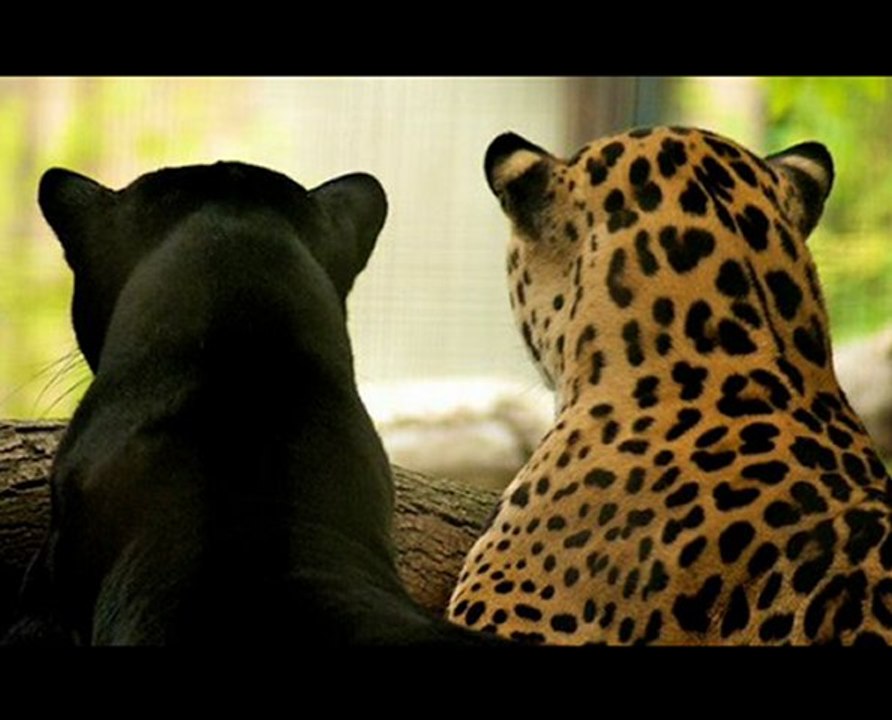 Canon PowerShot SX260 HS Black Friday 2012 Deal Best