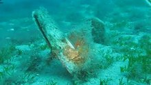 πίννα (Pinna nobilis)
