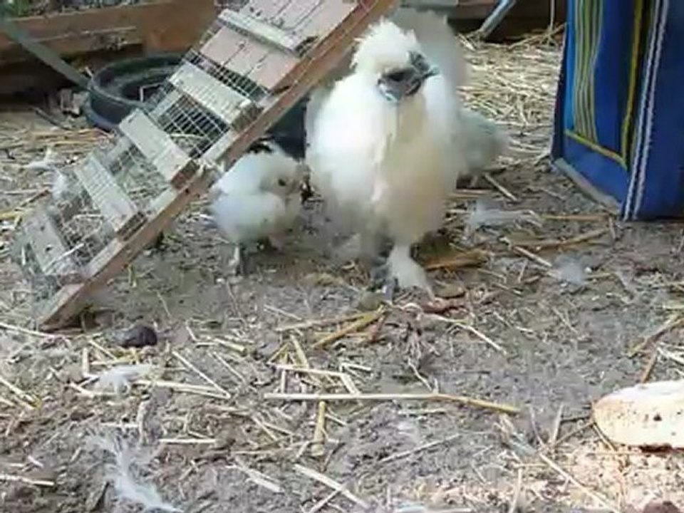 2012 09 07 POULES POUSSINS COQ le 7 septembre 2012