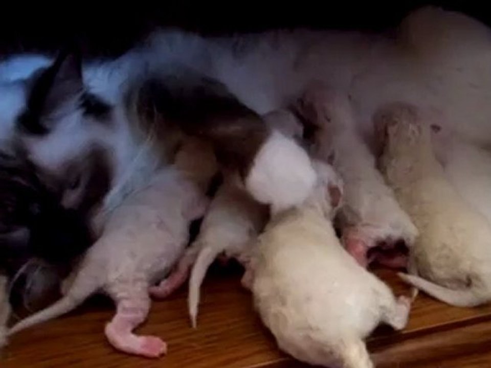 Gaïa et ses chatons ragdolls