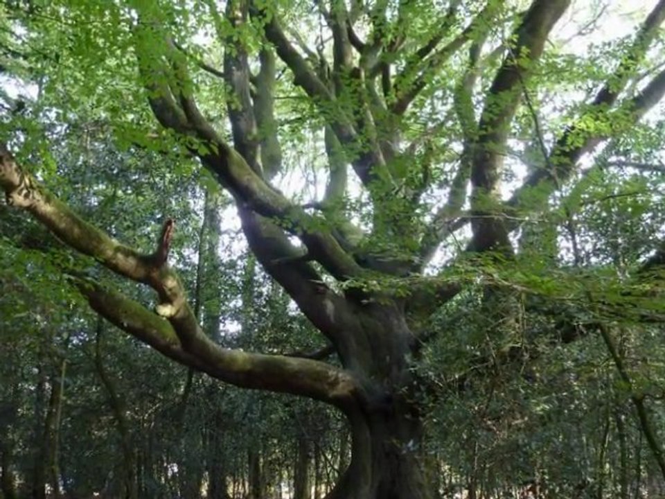 brocéliande au coeur de la légende, géobiologie et coévolution