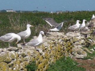 10/08/2012 L'île du Loch et ses goélands