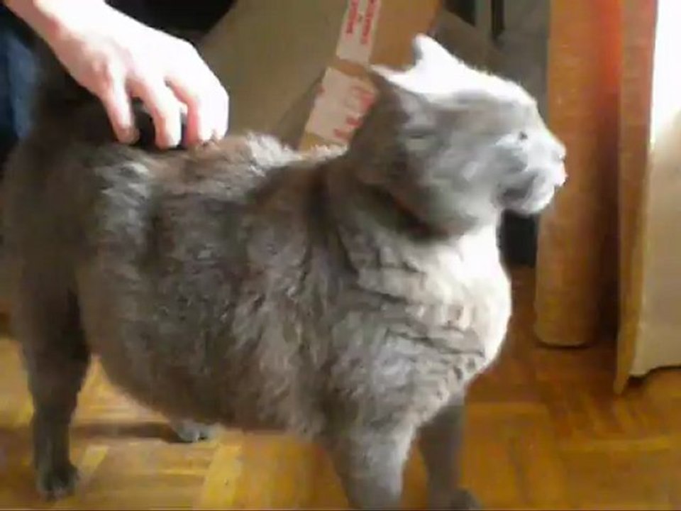 -Grigra-   Le chat qui lape tout le temps