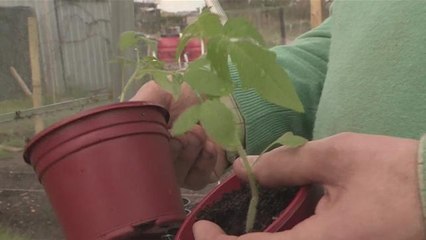 How To Grow Your Own Plum Tomatoes