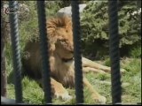 Ormanlar Kralı  LEON  ( ASLAN - ARSLAN ) AKSU TV - kubilaysavash  daillymation