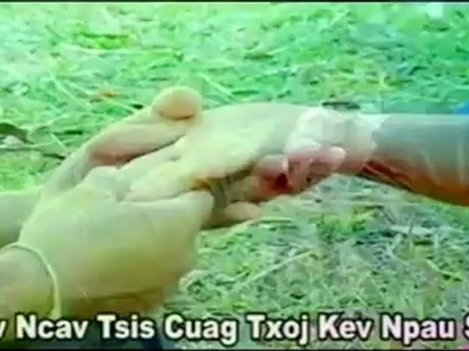 Ib Txwm Sib Hlub ( Paj Ntsais Yaj )