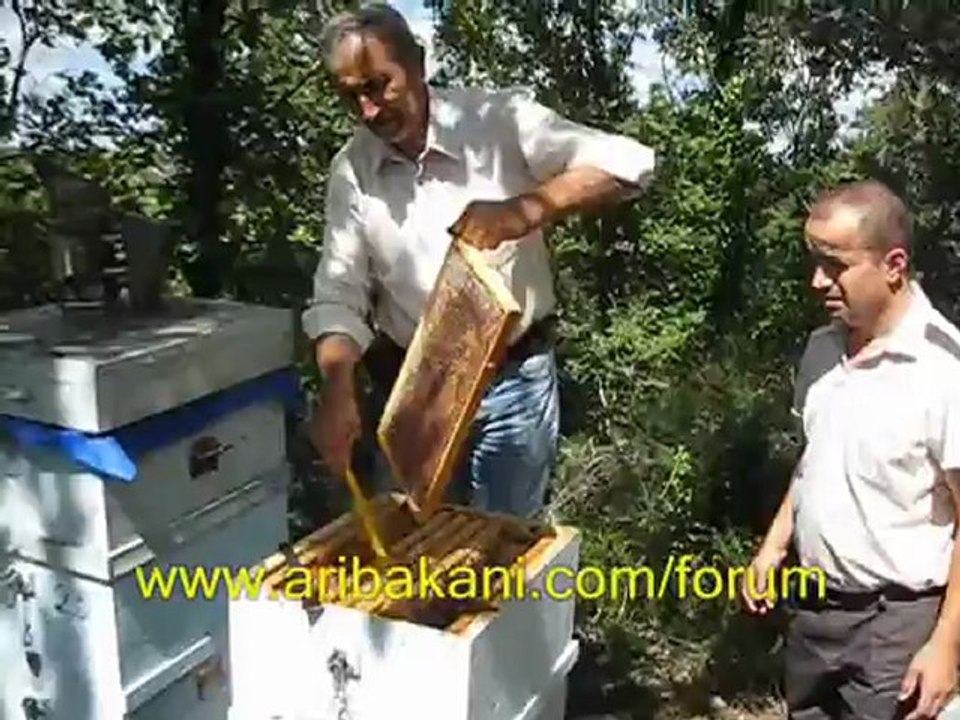 Maskesiz bal hasadı, İsaklı köyü, arıcılık videosu
