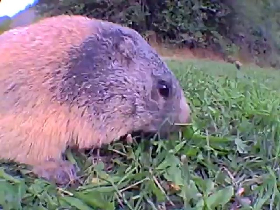 le sentier des marmottes