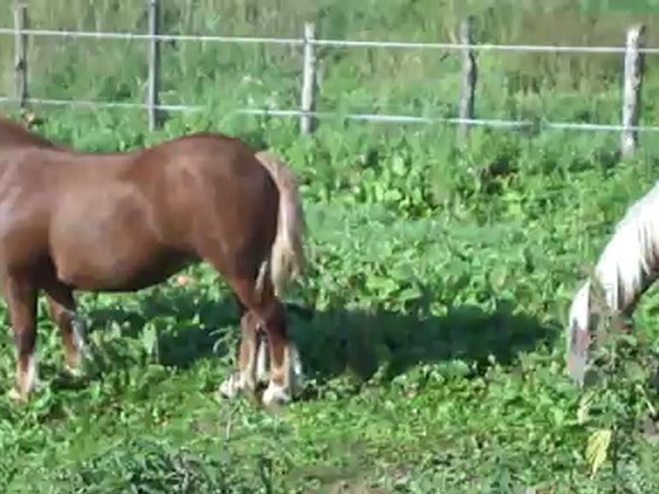 Danette et Bounty - le bonheur est dans le pré