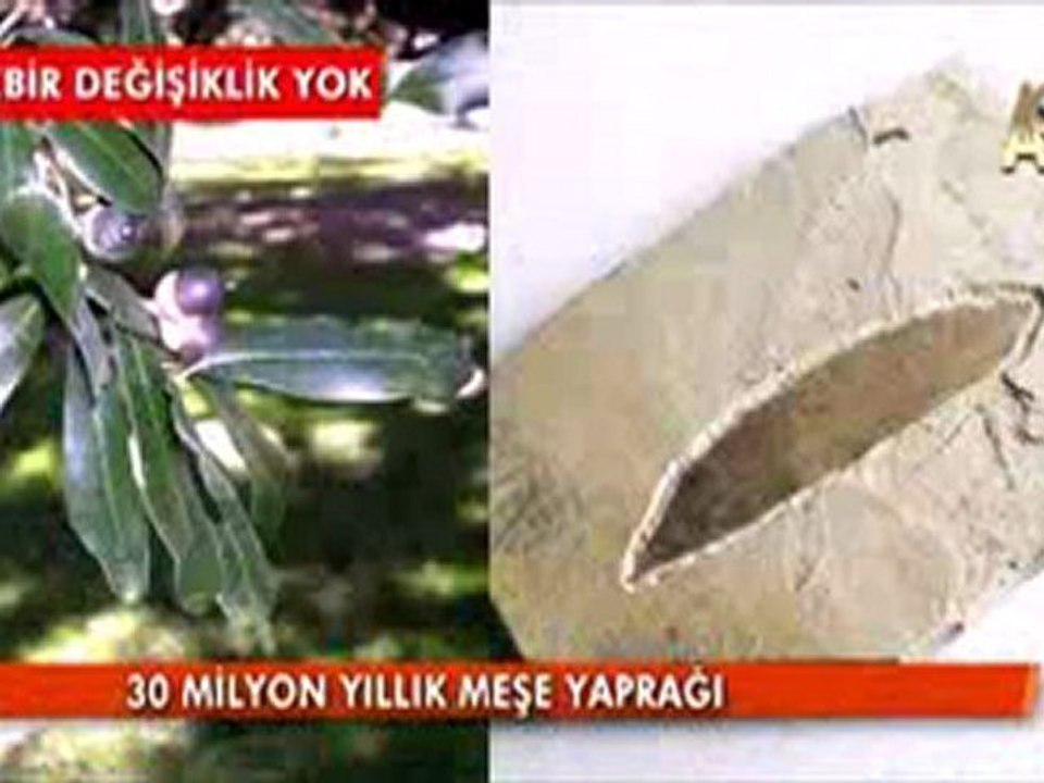 Fosiller Evrim yok dedi!