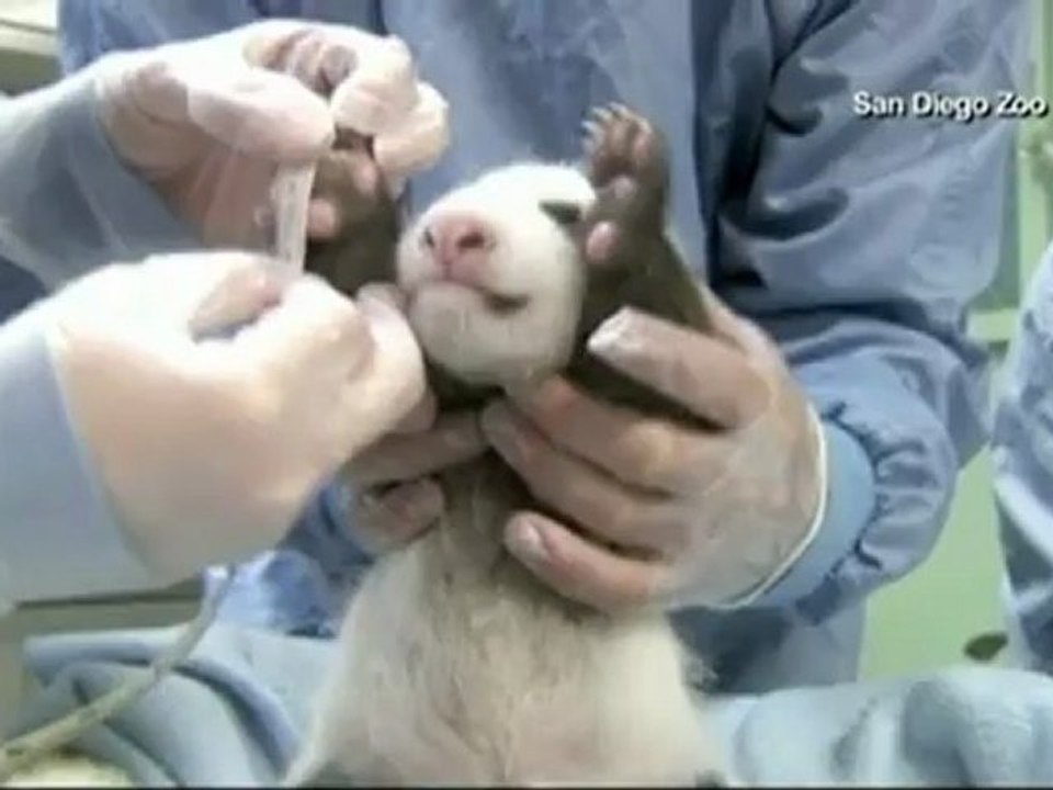 Baby panda's gender determined