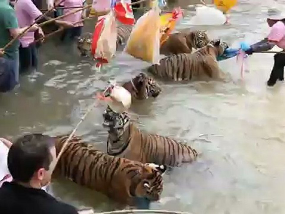 Tiger Temple Thailand