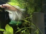 ice mon betta splendens