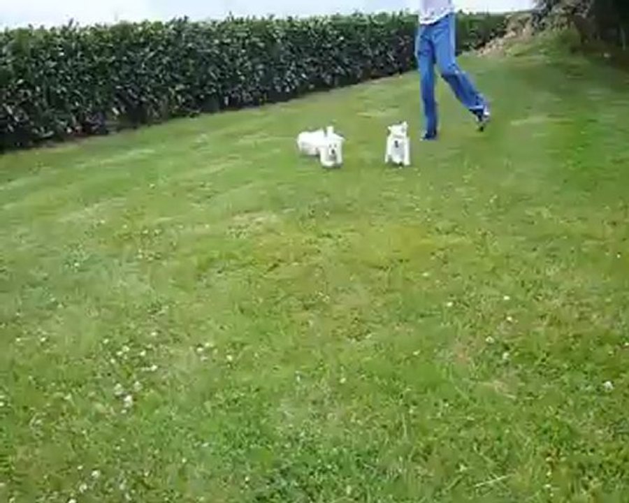 Eleveur de Chiots Bichon Maltais TEL02.43.35.71.47