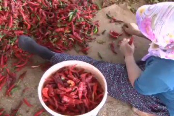 ''Acı''nın hasadı başladı