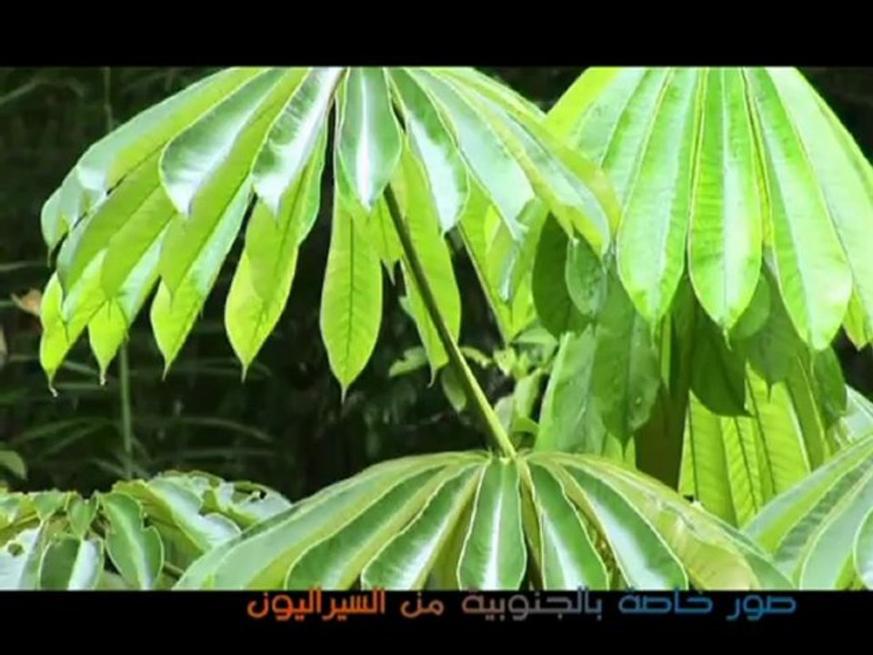 صور خاصة بالجنوبية من سيراليون
