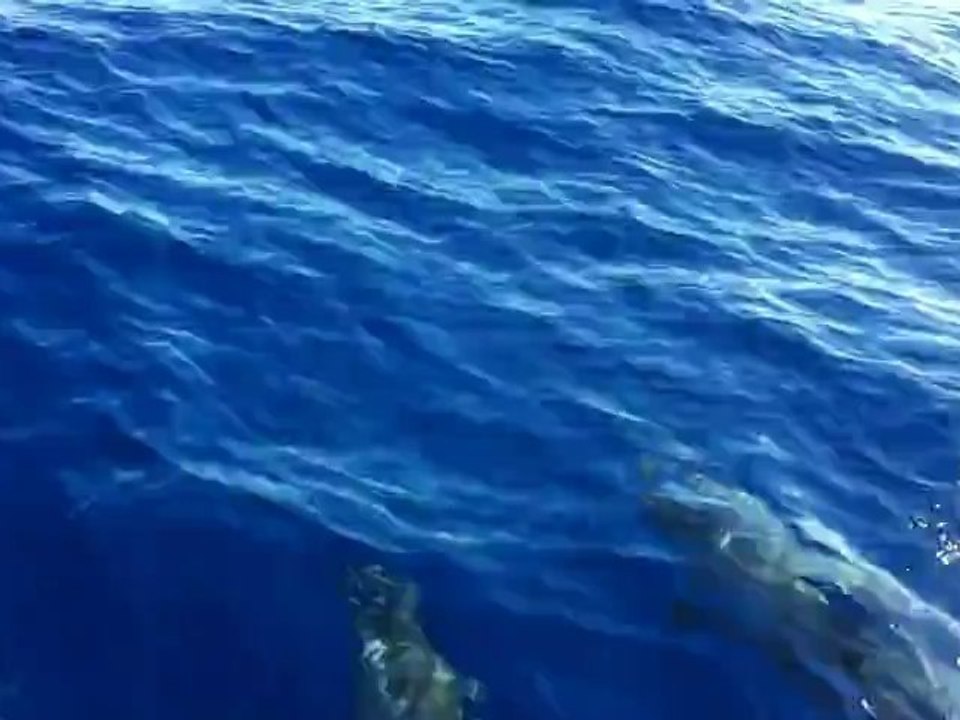 dauphins a La réunion 080912