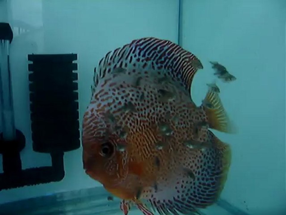 Lss-Turkuaz 2.çift-10.gün