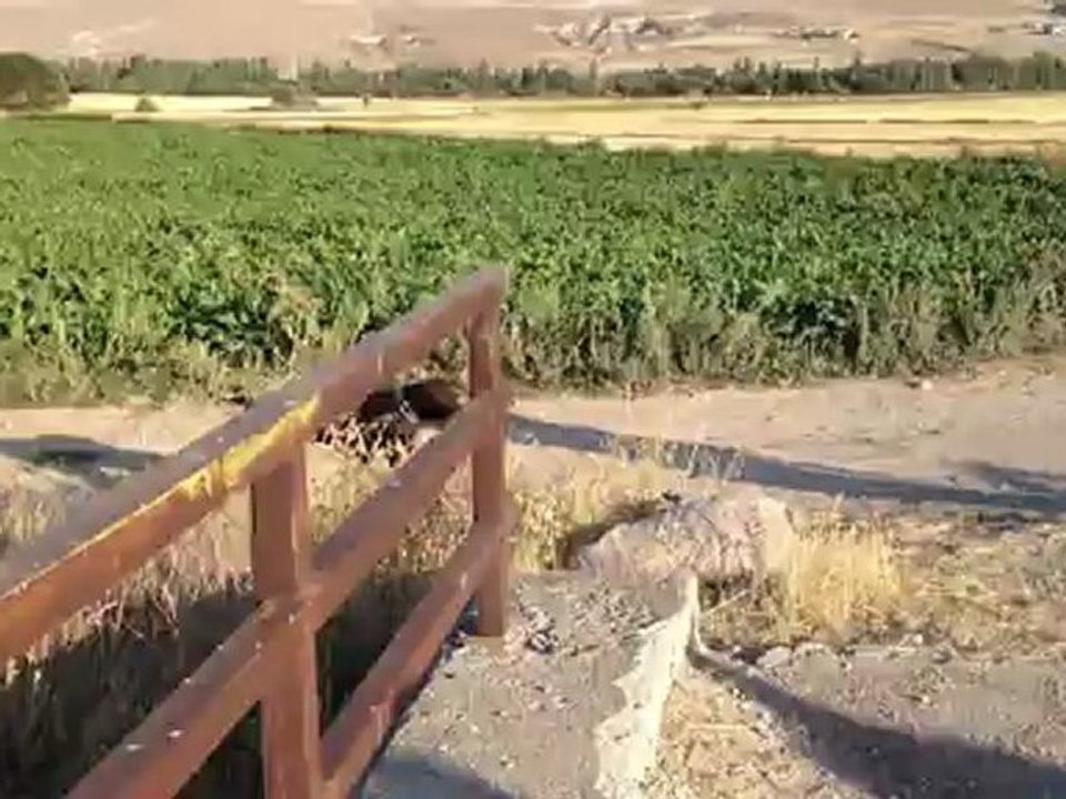 Bıldırcın avında su sefası