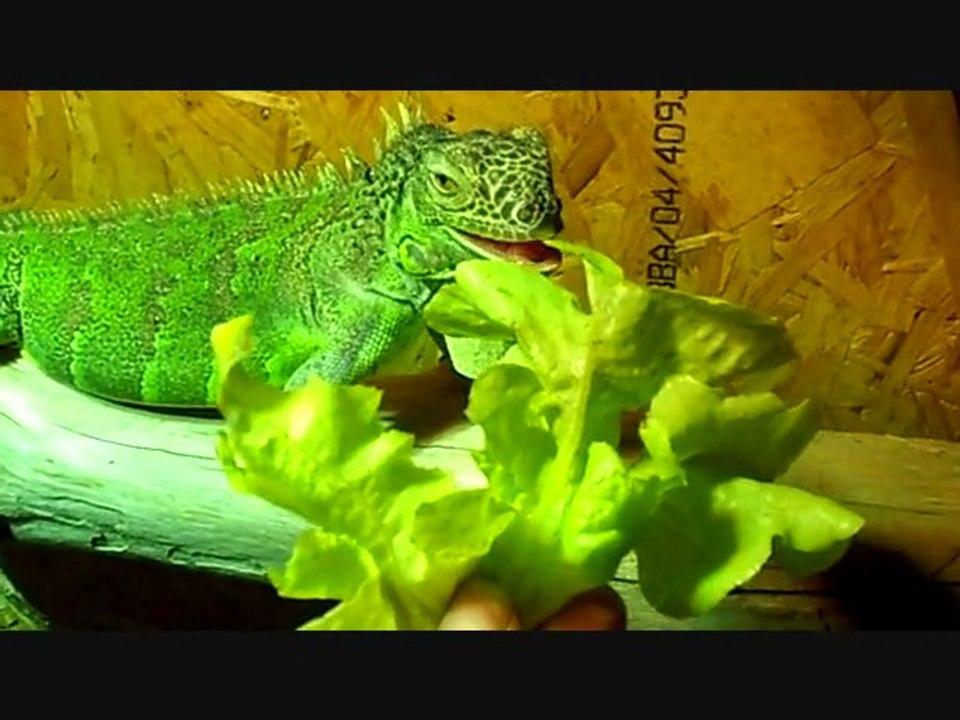 iguane yoda