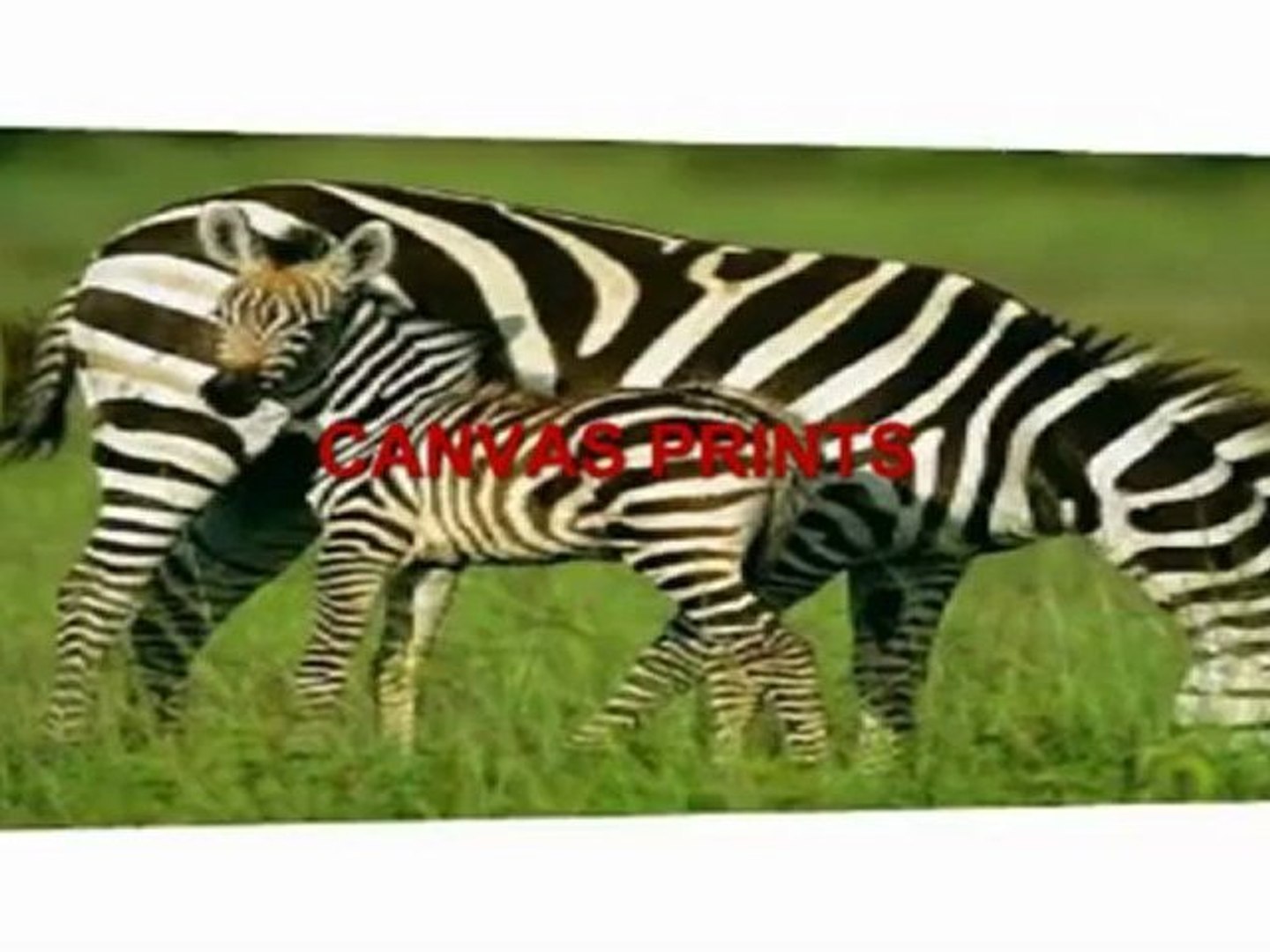 ⁣Zebra Print Shoes