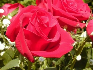 BİR KIZIL GONCAYA BENZER DUDAĞIN