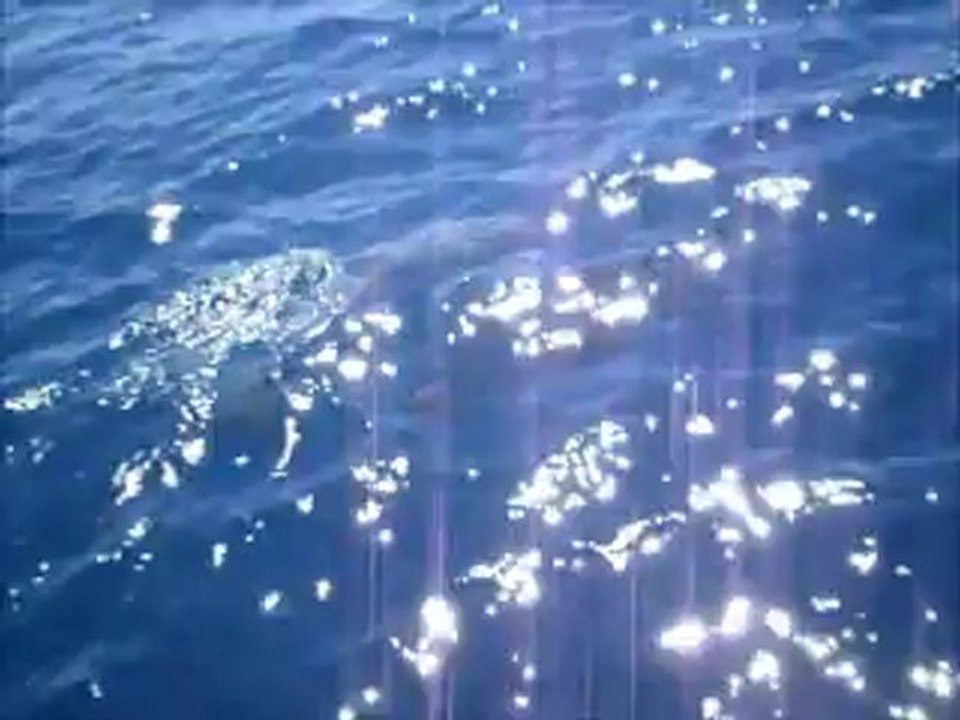 Dauphins