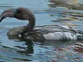 банный день у фламинго