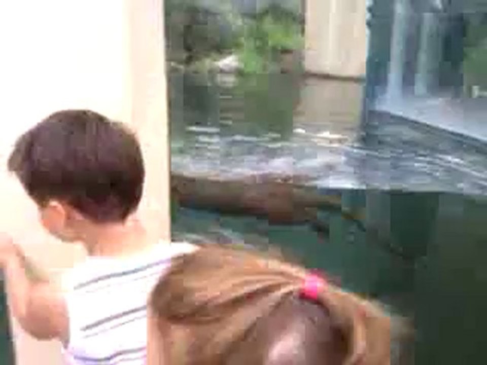 Loutre d'Europe qui joue avec une bequille et suit un enfant