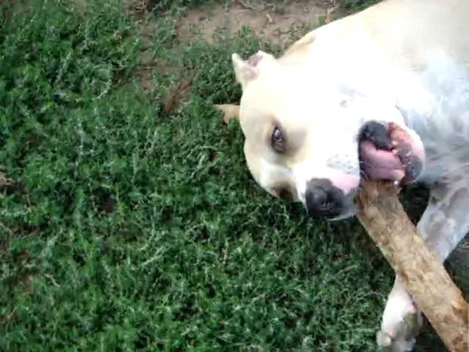 American Staffordshire Terrier Mâle