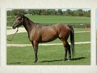 Our Horses Need Your Help! | Big Rock, IL (630) 556-3519