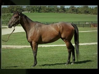 Equestrian Protection | Big Rock, IL (630) 556-3519