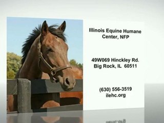 Help Us Rescue an Equine | Big Rock, IL (630) 556-3519