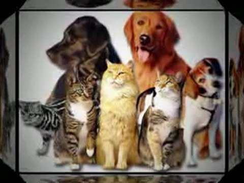 Fort Lauderdale Pet Salon and Dog Grooming Services