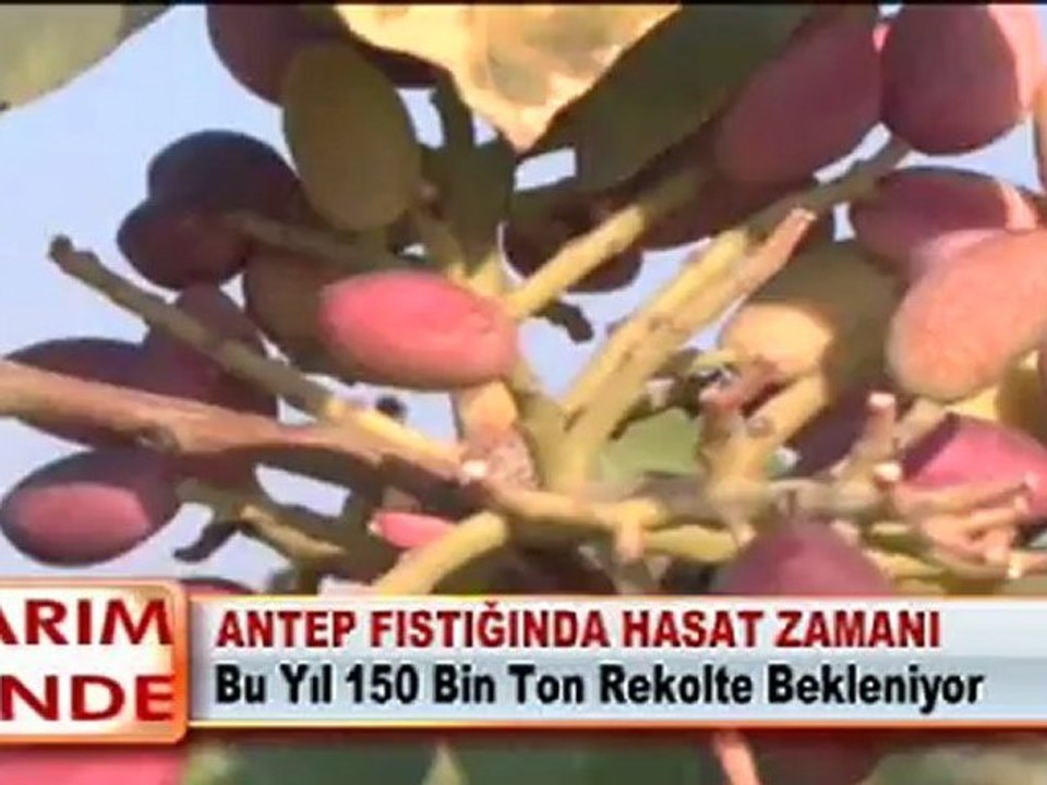 ANTEP FISTIĞINDA HASAT ZAMANI