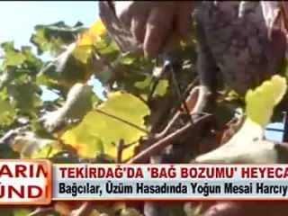 TEKİRDAĞ’DA ‘BAĞ BOZUMU’ HEYECANI